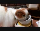 鼻をズルズルさせるワンコ（パピヨン）