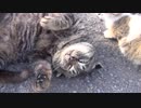 地域猫　少しだけ垂れ耳なキジトラ猫　しぐさがめちゃ可愛い