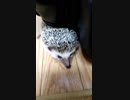 クッキーと座椅子と部屋んぽタワシ