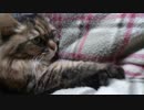ふみふみねこ