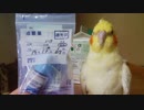 オカメインコ23歳、目薬、頑張ってます！
