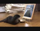 自分の写真を肴にしてご飯を食べるカワウソ