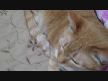 拾いねこ＠生後2407/2374日目　じゃらされー。