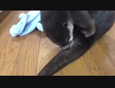 タオルを自分の近くに置いておくのが大好きなカワウソ