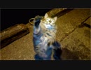 釣りをさせてくれない野良猫part１１