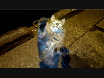 釣りをさせてくれない野良猫part１１