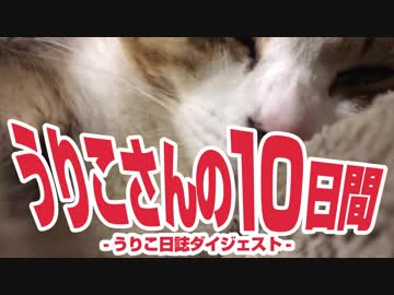 うりこさんの10日間 - 2019②