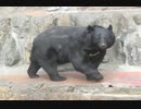 ゆっくり人参を食べるツキノワグマさん(多摩動物公園)