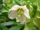 誕生日に贈る言葉～2月9日生まれの独創性あふれるあなたに－聴きものがたり