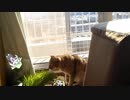 【うちの猫】シャルと猫草と、時々、あお子【シャル】