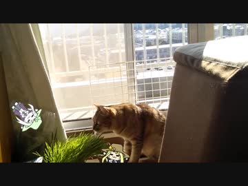 【うちの猫】シャルと猫草と、時々、あお子【シャル】