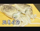 寿司職人によるスミイカの仕込みから握りまで〜How To Make Squid Sushi〜