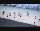【歌ってみた カラオケ練習】浜千鳥 童謡・唱歌 Cover