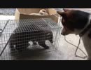 アナグマとワンタ　日替わりワンタ