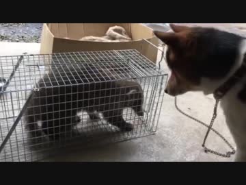 アナグマとワンタ　日替わりワンタ