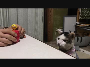 黒ひげ危機一髪を初めて見た猫のリアクション