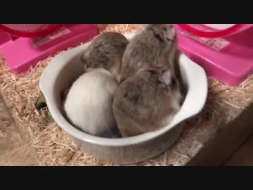 ロボ…グラタ…ンッッ！？……かな？？