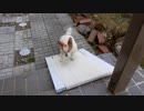 スロープを登る練習をするワンコ（パピヨン）