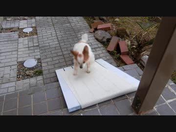 スロープを登る練習をするワンコ（パピヨン）