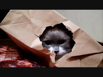 紙袋を発見しました！調査しなければなりません！