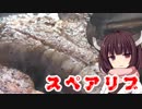 きりたんのアウトドアでスペアリブステーキ