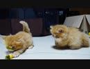 【マンチカンズ】ウンチがついても子猫はかわいい