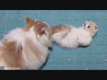 マンチカンが可愛すぎて辛い(=^・^=) Part3