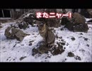 山頂でお出迎え！？ヌコが可愛すぎた！金時山編