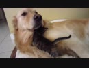 大型犬にグイグイ来る子猫