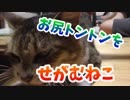 お尻トントンをせがむ猫様