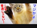 獲物を狙って垂直跳び&猛ダッシュが止まらない猫に意外な展開が…