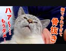 甘えん坊猫が腕を枕にしてどいてくれないので、溶けてなくなるまで撫で回しました
