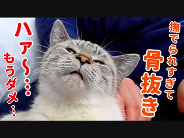 甘えん坊猫が腕を枕にしてどいてくれないので、溶けてなくなるまで撫で回しました
