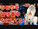 留守番中の猫の様子を撮影してみたら、意外な行動がかわいすぎた！