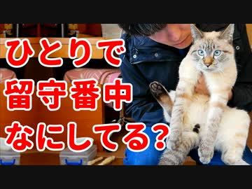 留守番中の猫の様子を撮影してみたら、意外な行動がかわいすぎた！