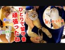 帰宅してすぐスリスリ攻撃をしてくる猫がかわいすぎた【デュフィの留守番後編】