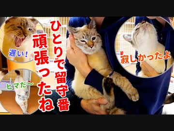 帰宅してすぐスリスリ攻撃をしてくる猫がかわいすぎた【デュフィの留守番後編】