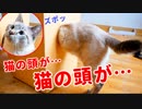 新しい部屋を探検中の猫の頭がズポッとハマってしまいました…