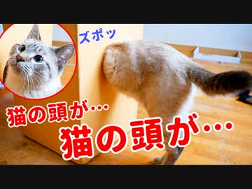 新しい部屋を探検中の猫の頭がズポッとハマってしまいました…