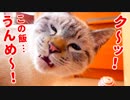 ボリボリ咀嚼してご飯を食べまくる猫の食事シーンをギュッとまとめました【カリカリ ドライフード】
