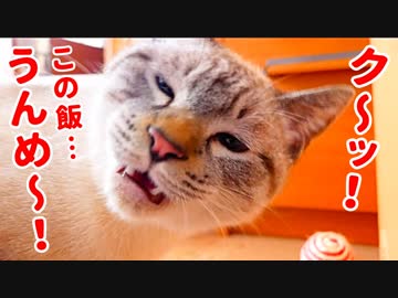 ボリボリ咀嚼してご飯を食べまくる猫の食事シーンをギュッとまとめました【カリカリ ドライフード】