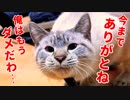 いつも一緒に過ごしてきた猫がひょんなことから話を聞かなくなってしまいました…