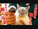 【寝落ち注意】この猫の催眠術にかかって眠らなかった人間はいません