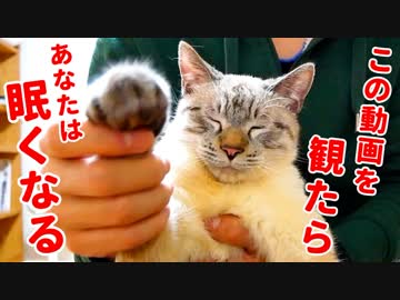 【寝落ち注意】この猫の催眠術にかかって眠らなかった人間はいません