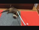 反射神経はいいカワウソ