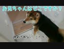 お兄ちゃんが帰ったことに、納得いかない柴犬こたろう