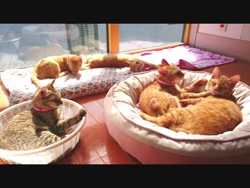 トラねこ5きょうだい（2）みんなでひなたぼっこ