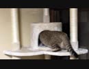 ＃71　キャットタワー組み立て