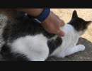 【5分耐久】男木島で猫をひたすらモフる