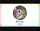 うさぎのまるくん一家（13）ちび1 大麦若葉をたべる